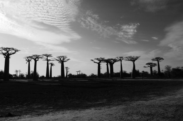 Prise de vue de l'allée des baobabs pour une vidéo destination Mada