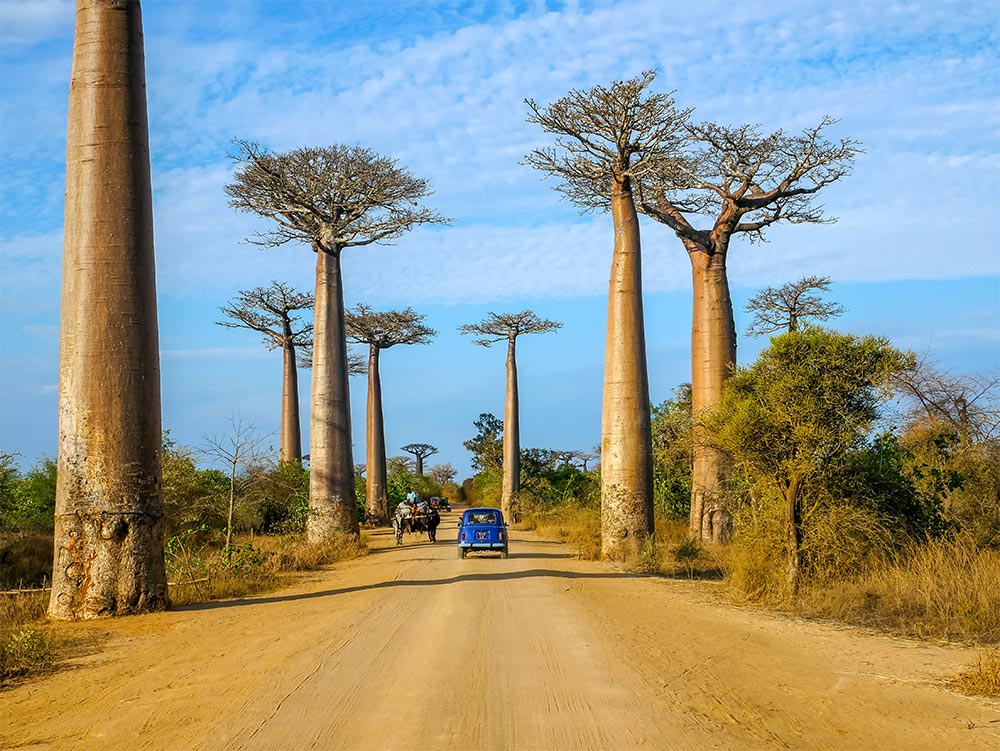 Projet photos Madagascar pour Tsaradia, allée des Baobabs, Morondava.