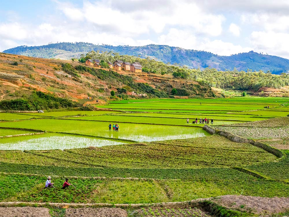 Les rizières de Sambava à Madagascar dans le train FCE.